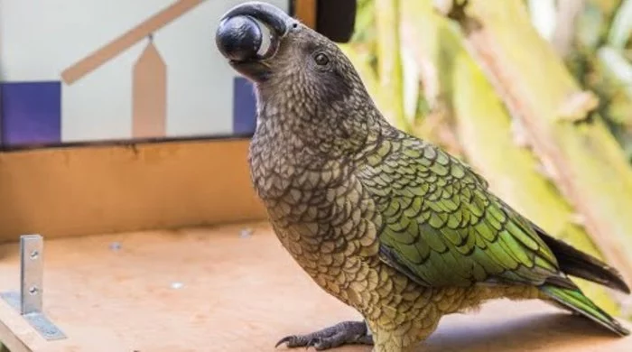 Kea was taught to use the screen of a smartphone, but they could not distinguish the virtual world from the real one - A parrot, Birds, Wild animals, Research, Interesting, Smartphone, Reserves and sanctuaries, New Zealand, , The national geographic, Video, Longpost