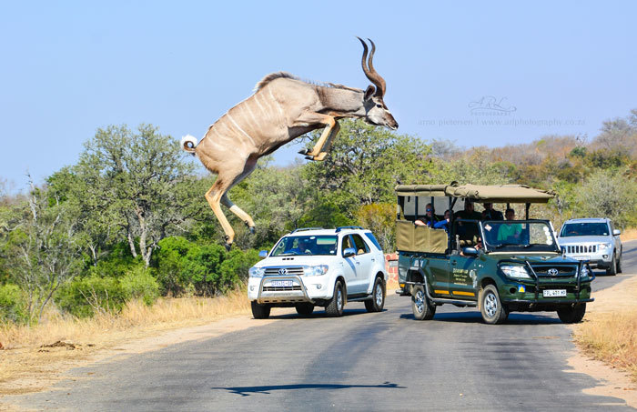 Big kudu jump - Kudu, Antelope, Kruger National Park, South Africa, Wild animals, wildlife, Reserves and sanctuaries, Bounce, , The photo, Longpost