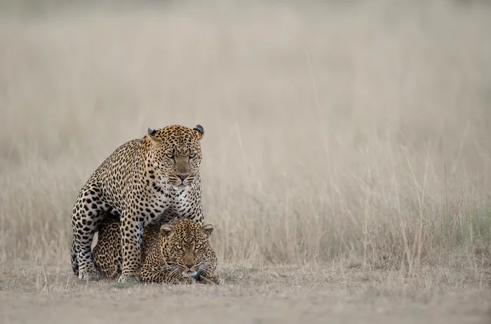 Photographer, aren't you ashamed? - Leopard, Big cats, Cat family, Predatory animals, Wild animals, wildlife, The photo, Reserves and sanctuaries, , Africa, Kenya, Masai Mara, Pairing