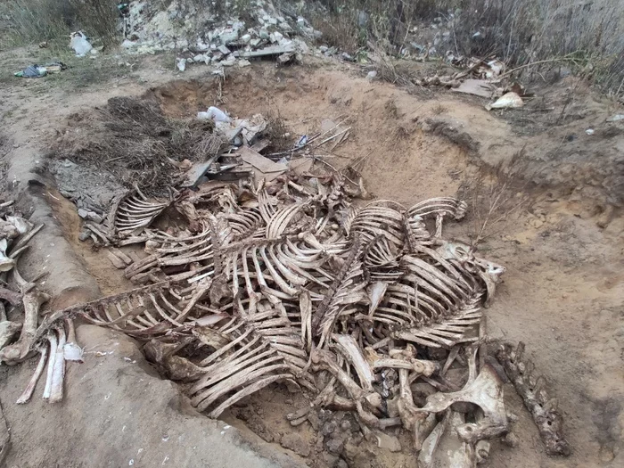 Dump behind BSMP in Voronezh - BSMP, Voronezh, Dump, Bones, Remains, Hospital, Burial, Negative