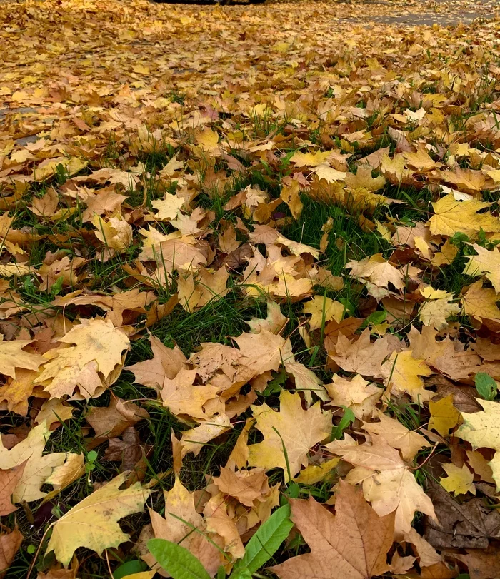 Autumn golden - My, Autumn, Mobile photography, The photo, Leaves, Autumn leaves, Longpost