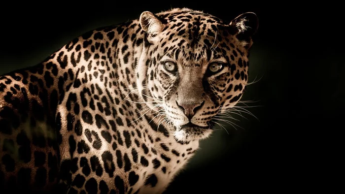 In India, a woman fought off a leopard with a cane - Leopard, Big cats, India, Predatory animals, Wild animals, Attack, Women, Cane, , , Mumbai, Injury, Life safety, Rebuff
