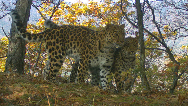 To love is to look together in the same direction - Leopard, Far Eastern leopard, Kittens, Big cats, Cat family, Phototrap, Predatory animals, Wild animals, , wildlife, Land of the Leopard, National park, Primorsky Krai, beauty of nature, Animals