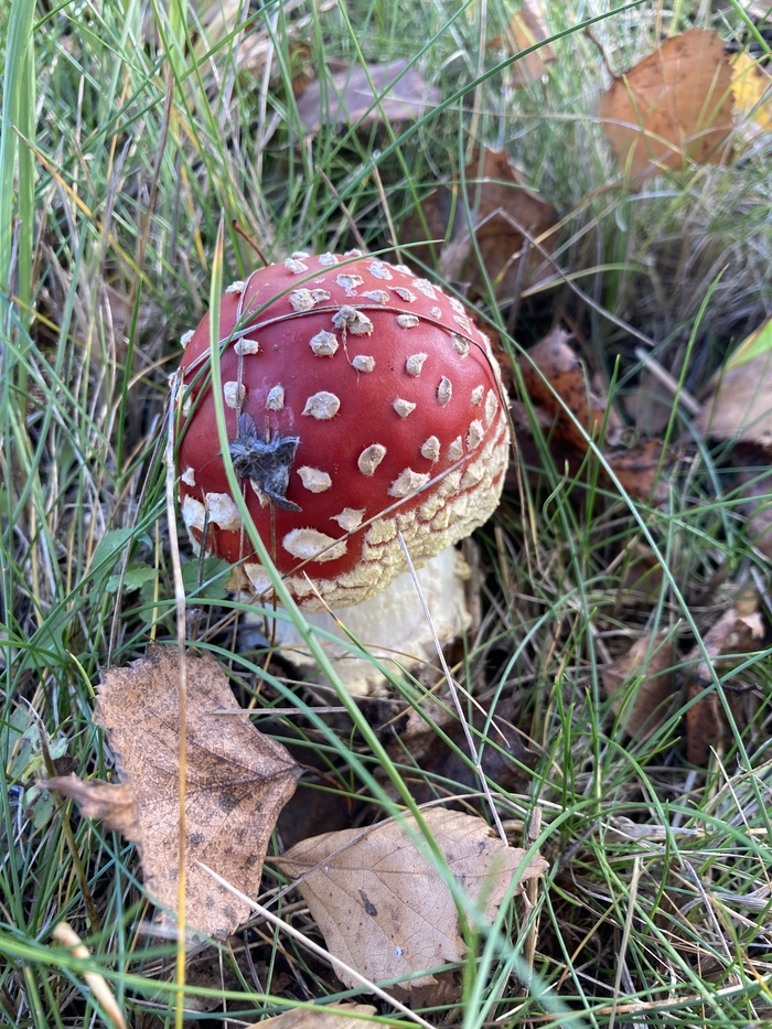 Завораживающая осень Осень, Желтый, Мухомор, Березы, Красота, Осенние листья, Длиннопост