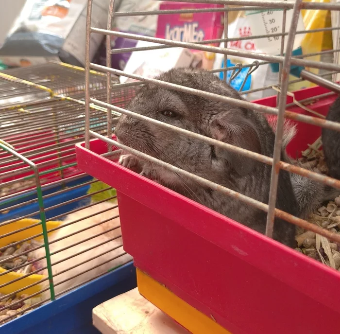 Help me... - My, Pets, Chinchilla, Bird Market