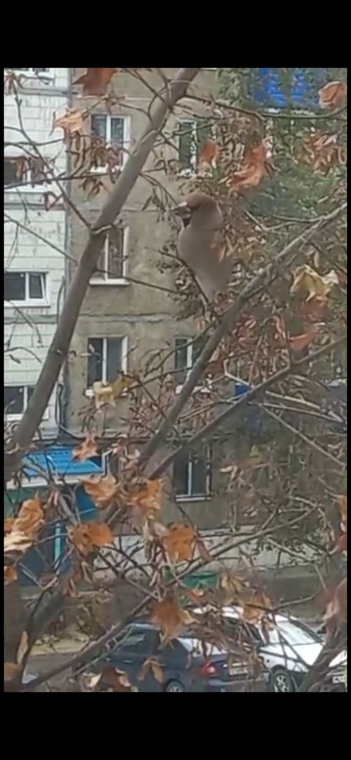 Что за птица?