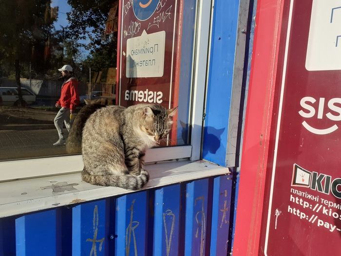 Котик явно словил сегодняшнее состояние всех работяг, эмпат 100%)