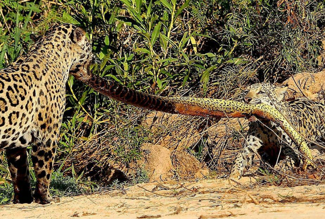 Starved worm - Jaguar, Kittens, Mining, Anaconda, Snake, Reptiles, Wild animals, wildlife, , Predatory animals, Brazil, The photo, From the network