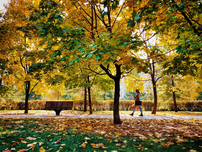 Autumn is all around - Моё, Осень, Листопад, Солнце, Мобильная фотография