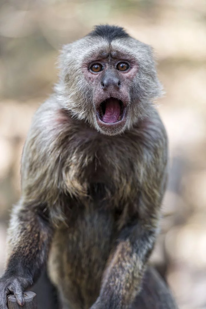 Capuchins - Capuchin, Primates, Wild animals, Zoo, The photo, Longpost