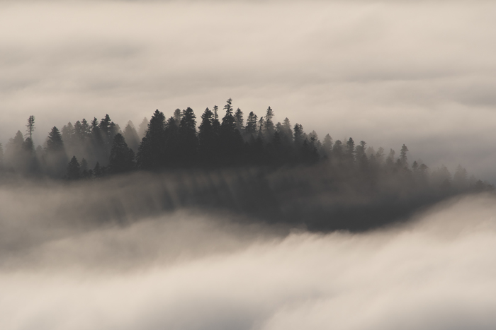 Пихтовый гребень в рассветном тумане. Кавказские горы