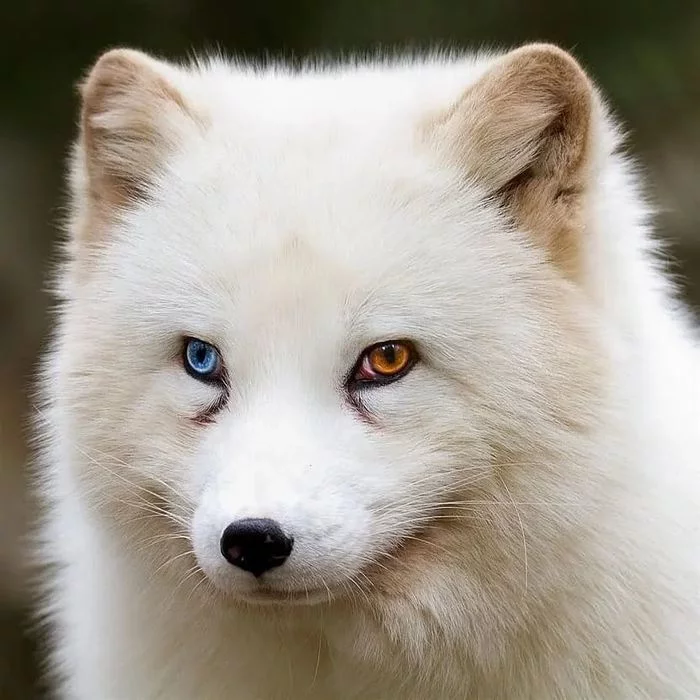 Ice and flames - Arctic fox, Milota, Eyes, Nature, Wild animals, The photo, Heterochromia