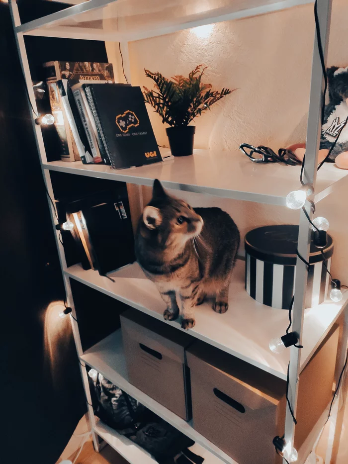 Catolamp - My, Garland, cat, Longpost