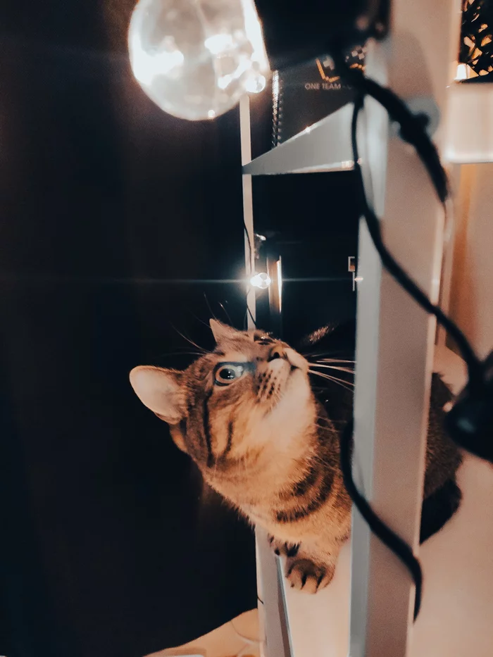 Catolamp - My, Garland, cat, Longpost