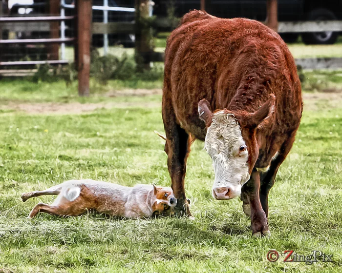 You can even graze lying down - Dog, Cow, Herding dogs, Australian Heeler