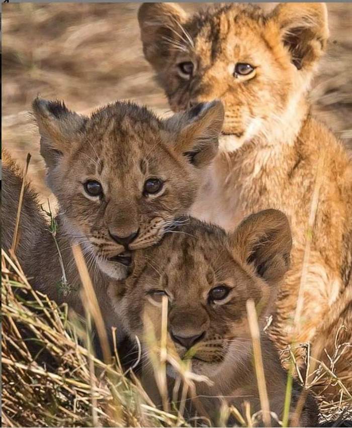 Rising Gang - Lion cubs, Big cats, Cat family, Wild animals, Predatory animals, Milota, Kus, The photo