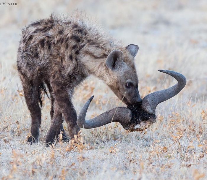 Who lost his horns? - Spotted Hyena, Hyena, Predatory animals, Wild animals, wildlife, South Africa, The photo, Horns, , Reserves and sanctuaries, Namibia