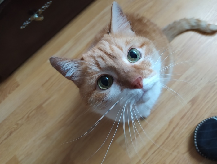 пол это лава коты. Смотреть фото пол это лава коты. Смотреть картинку пол это лава коты. Картинка про пол это лава коты. Фото пол это лава коты