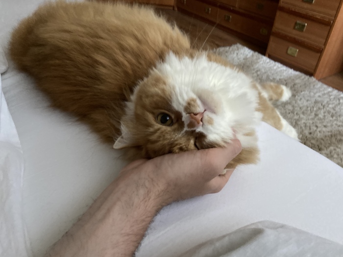 пол это лава коты. Смотреть фото пол это лава коты. Смотреть картинку пол это лава коты. Картинка про пол это лава коты. Фото пол это лава коты