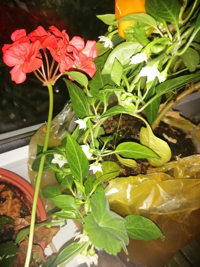 post question - My, Hot peppers, Vegetable garden on the windowsill, Longpost