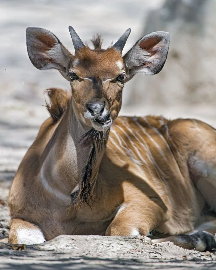 Bongo - Bongo, Antelope, Artiodactyls, Wild animals, Zoo, The photo, Longpost