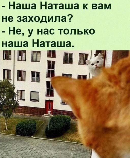 Наша Наташа - Юмор, Кот