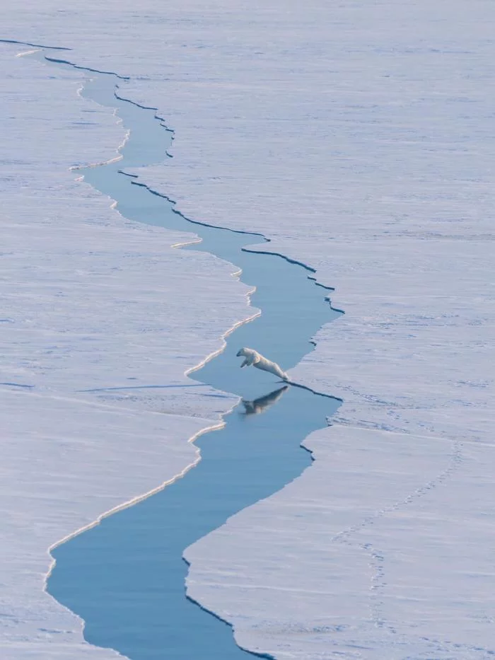 Polar bear jumping over water captured by Arctic expedition team - Polar bear, Arctic, Ice, Water, The photo