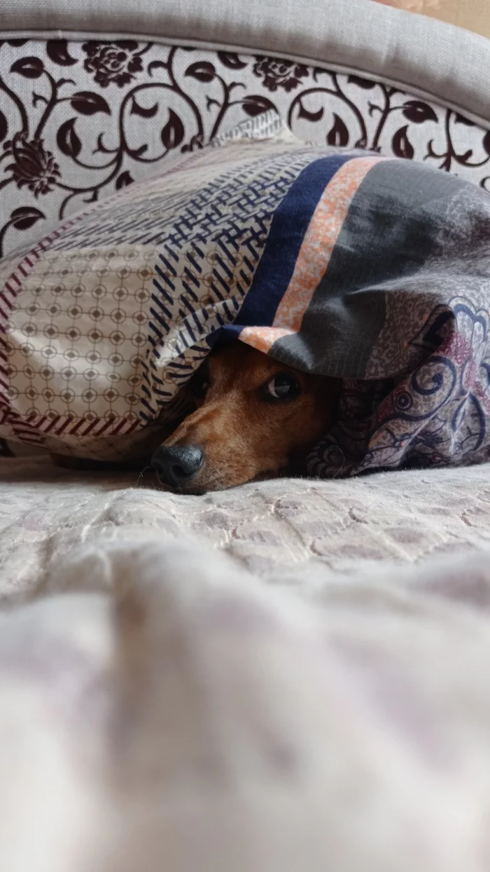 Looks like someone doesn't really want to go out - My, Dog, Cold, Autumn, Dachshund