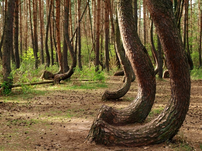 Crooked Forest, Poland - Nature, Forest, Poland, Video, Longpost, Vertical video