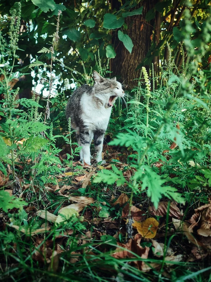 Зевашки - Кот, Мобильная фотография, Зевака, Зевота