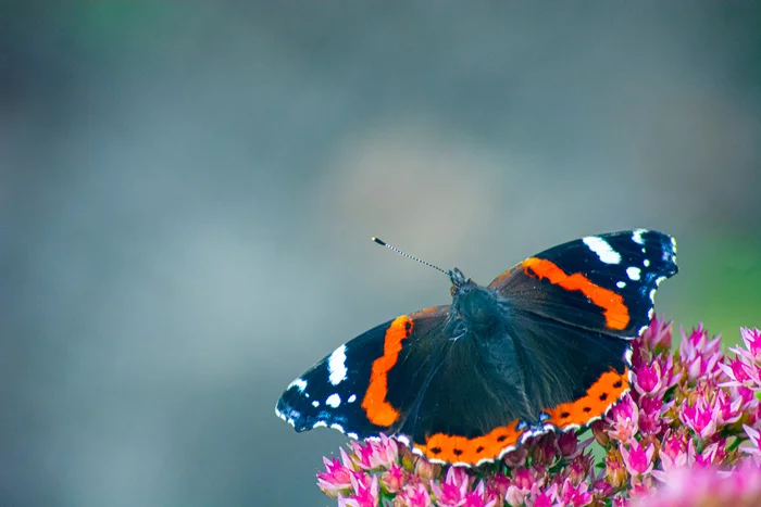 Butterfly and bumblebee - My, The photo, Nikon, Nikon d5200, Butterfly, Bumblebee