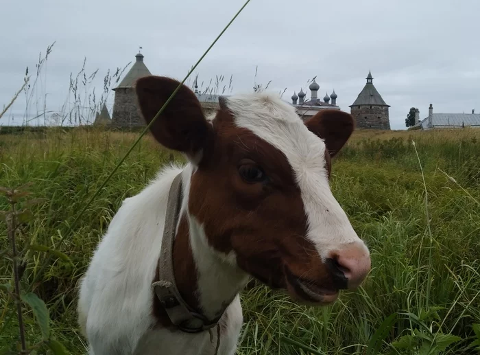 bull on the positive - My, Bull, Nature, Solovetsky Monastery, Positive