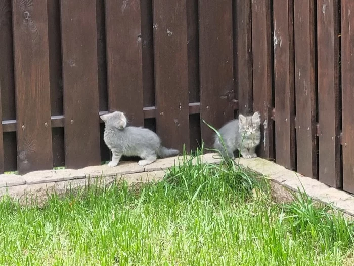 sos! A homeless cat brought kittens. Moscow region, Oditsovsky district - My, cat, Kittens, In good hands, Helping animals, No rating, Longpost, Moscow region