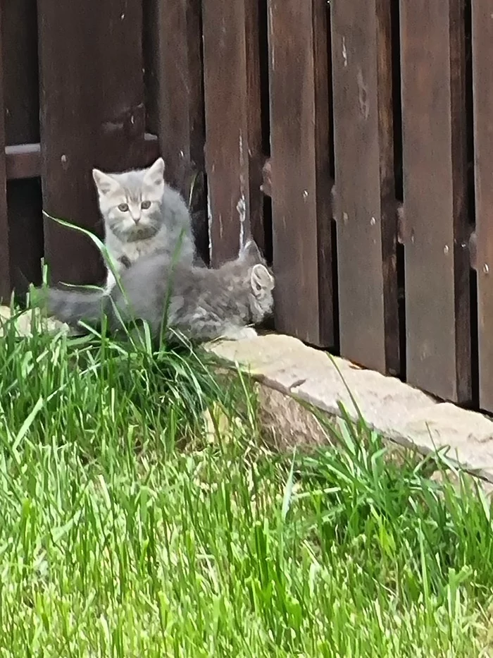 sos! A homeless cat brought kittens. Moscow region, Oditsovsky district - My, cat, Kittens, In good hands, Helping animals, No rating, Longpost, Moscow region