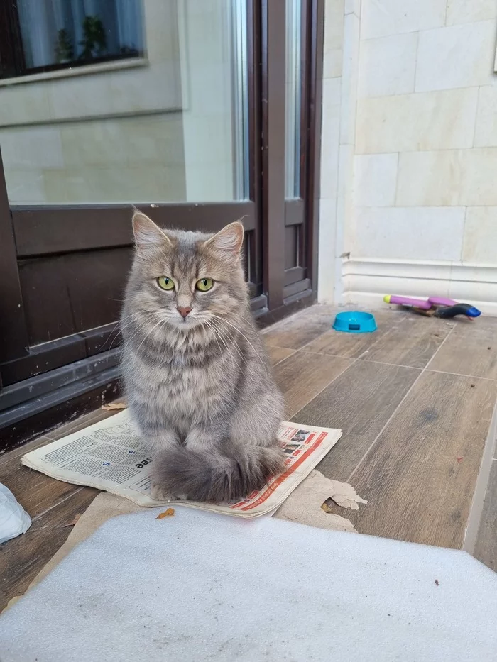 sos! A homeless cat brought kittens. Moscow region, Oditsovsky district - My, cat, Kittens, In good hands, Helping animals, No rating, Longpost, Moscow region