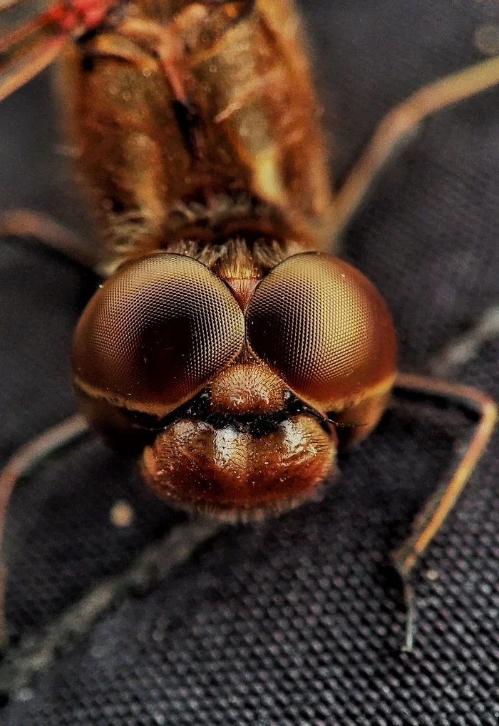 Those eyes - My, Dragonfly, Macro photography, Eyes, Mobile photography