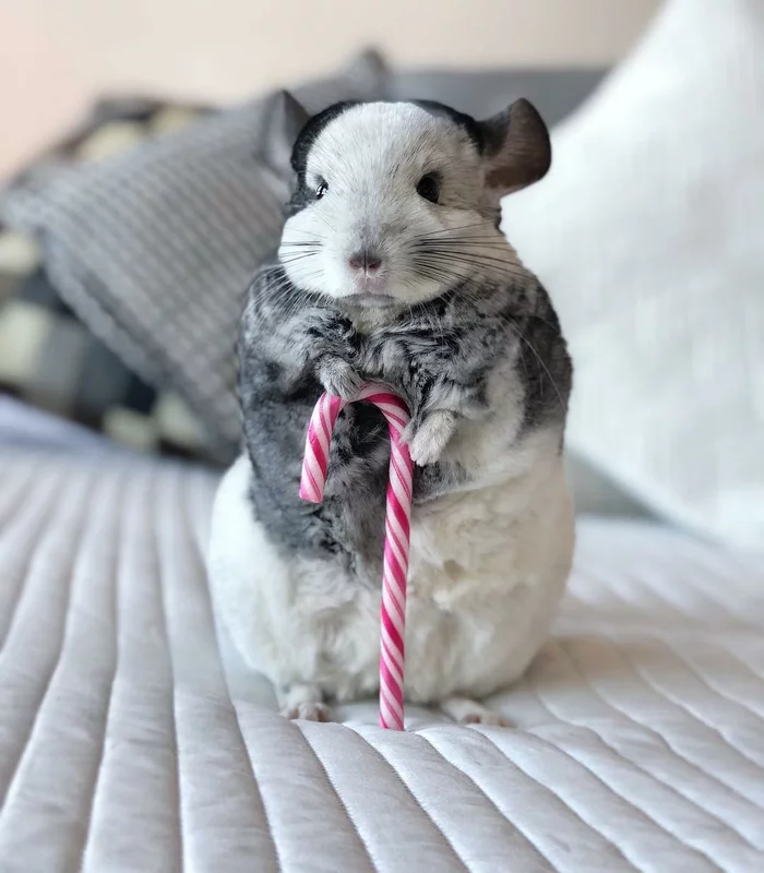 Miloten - Chinchilla, Milota, Cane, Skittles, Longpost