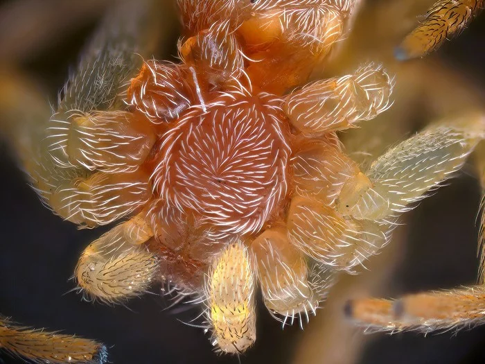 facehugger attack - My, Microfilming, Spider, Face grabber, Microscope