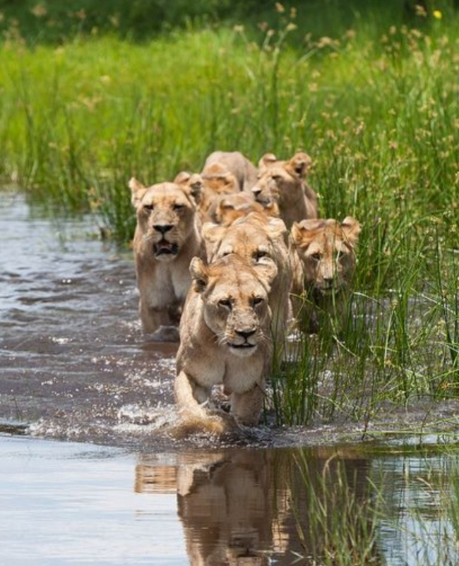 Cats want fish? - Lioness, Big cats, Cat family, Predatory animals, Wild animals, a lion, Water