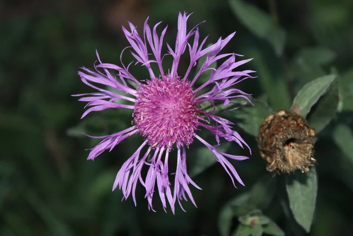 Cornflower in sparks of pollen - My, Beginning photographer, The photo, Cornflower, Pollen