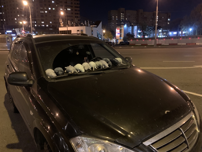 Кто-то прямо фанат крыс из ИКЕА