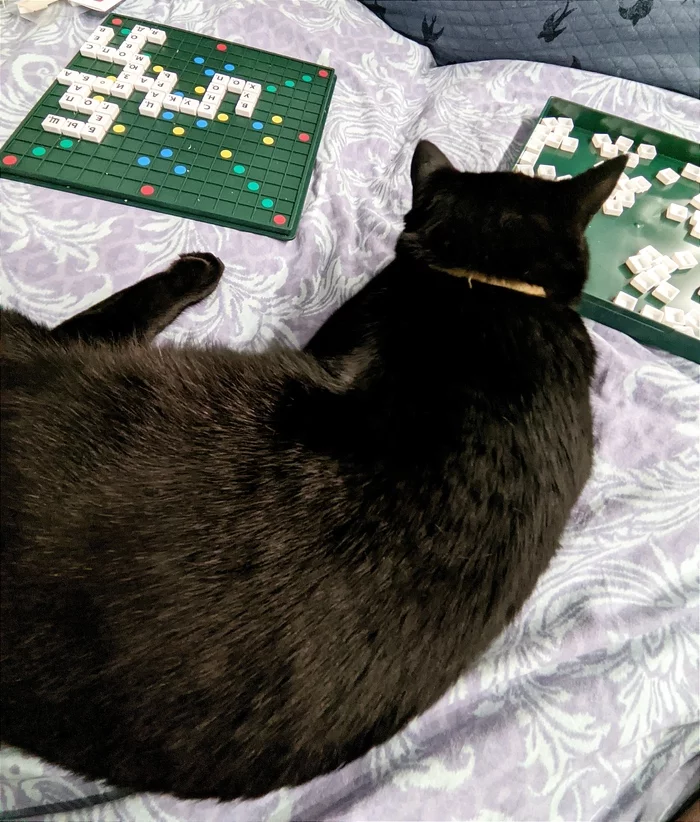 Scientist cat (not true) - My, Black cat, Scrabble, cat