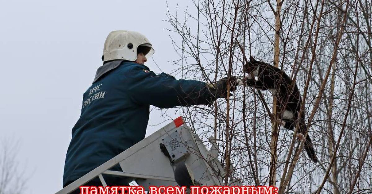 Люди не помогли снимали. Спасение кота с дерева. Пожарные спасают кошек с деревьев. Пожарный спасает котенка с дерева. Пожарные снимают кота с дерева.