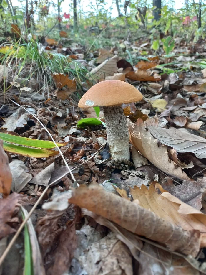 Boletus - Mushrooms, Silent hunt