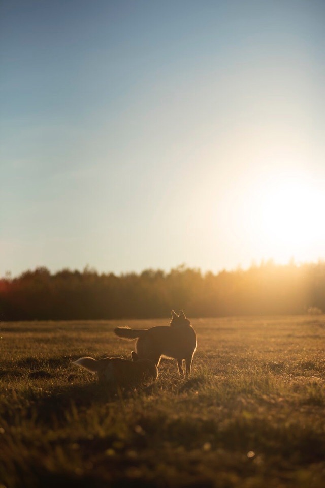 Autumn sunset - My, Dog, Corgi, Autumn, Longpost