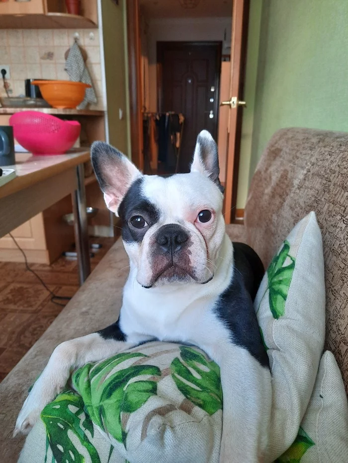 Petty-bourgeois owner of all the pillows in the house - My, Boston Terrier, Milota, Dog