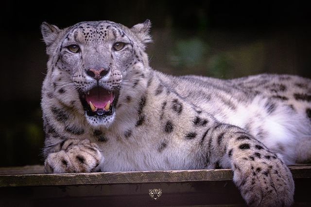 Barsik is positive) - Snow Leopard, Big cats, Cat family, Wild animals, Predatory animals, Zoo, Great Britain, Fluffy, , Milota, Smile, The photo