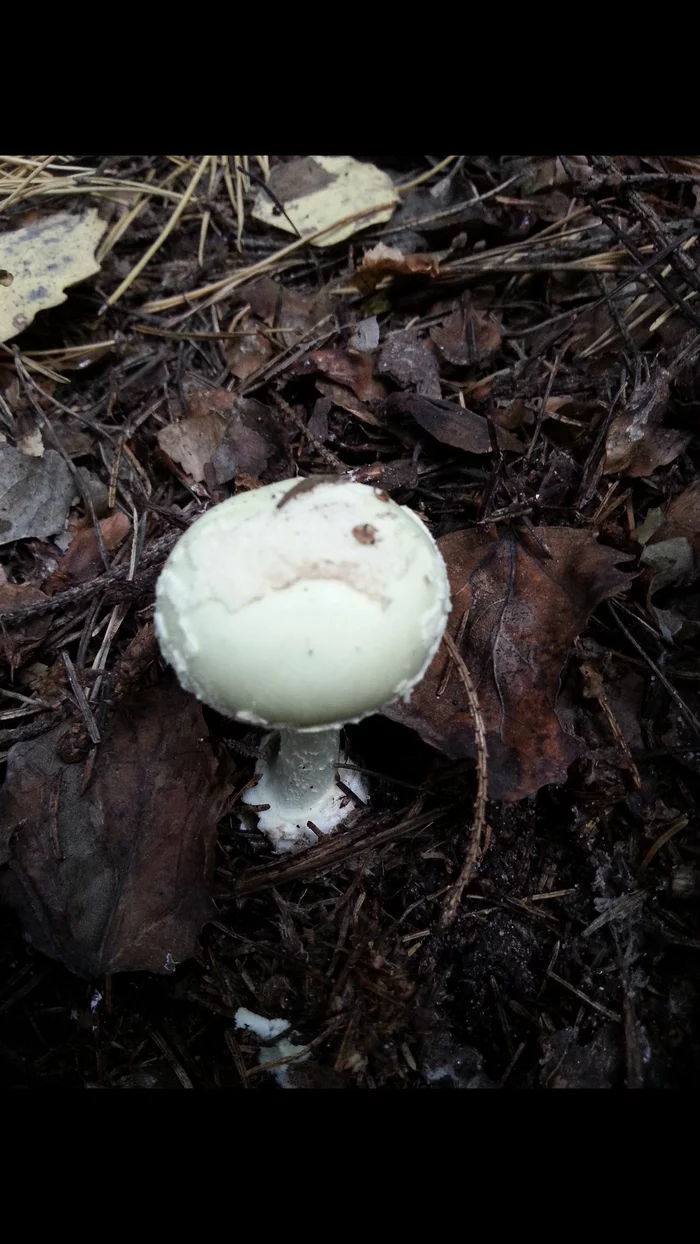 Death cap - My, Mushrooms, Pale Grebe, Longpost