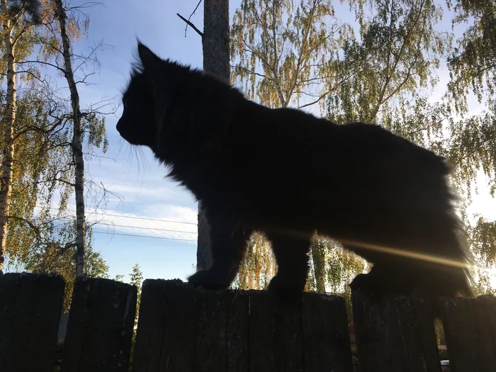 Hunter! - My, cat, The sun