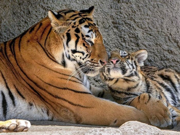 Amur tigress Laura with a cub - Tiger, Amur tiger, Tiger cubs, Big cats, Cat family, Wild animals, Predatory animals, Milota, , Zoo, Shizuoka, Honshu, Japan